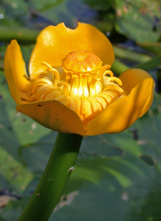 European Yellow Water-lily