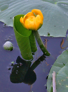 European Yellow Water-lily