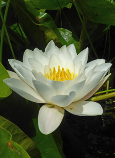 European White Water-lily
