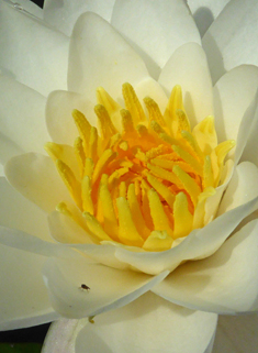 European White Water-lily