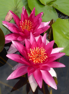 Ornamental Water-lily