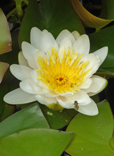 Ornamental Water-lily