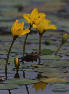 Fringed Water-lily