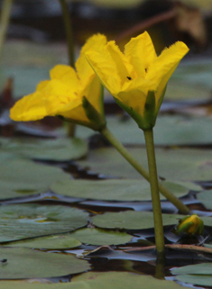 Fringed Water-lily