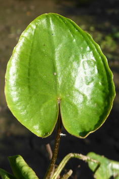 Fringed Water-lily