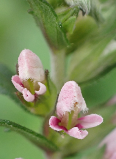 Red Bartsia