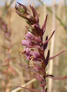 Red Bartsia