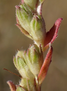 Red Bartsia