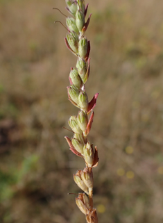 Red Bartsia