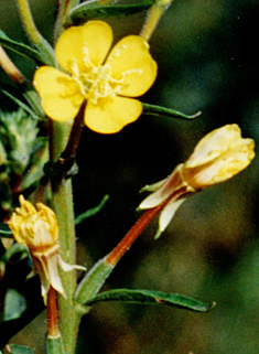 Small-flowered Evening-primrose