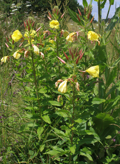Large-flowered Evening-primrose
