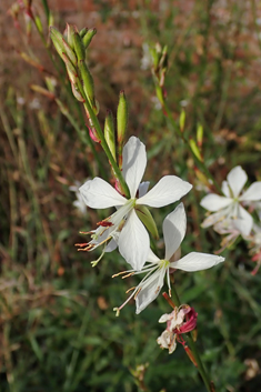 White Beeblossom