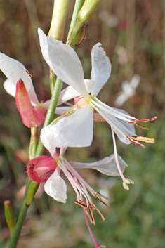 White Beeblossom