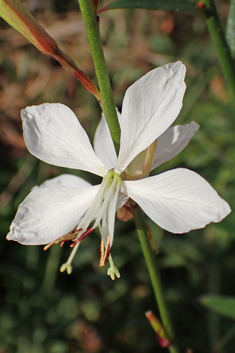 White Beeblossom