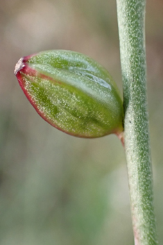 White Beeblossom