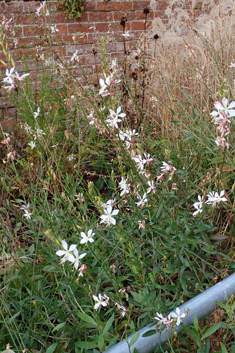 White Beeblossom