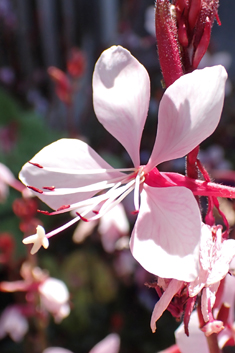 Lindheimer's Beeblossom