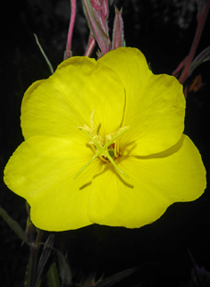 Fragrant Evening-primrose