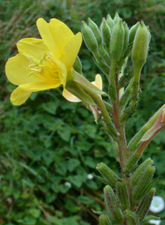 Intermediate Evening-primrose