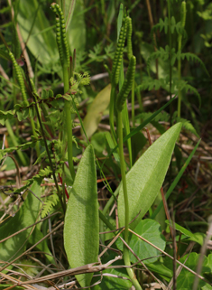 Common Adder's-tongue