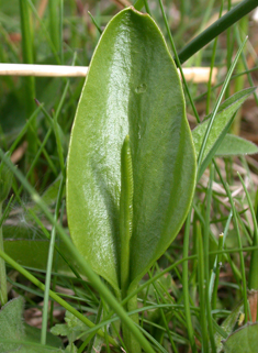 Common Adder's-tongue