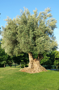 Common Olive