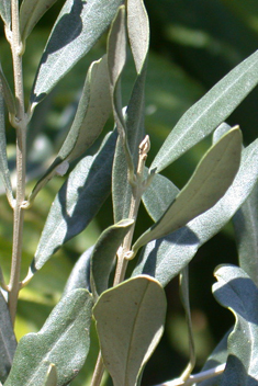 Common Olive