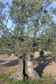 Common Olive