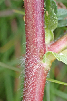 Spiny Restharrow