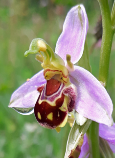 Common Bee Orchid