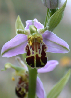 Common Bee Orchid