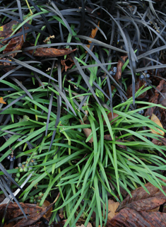 Black Ophiopogon