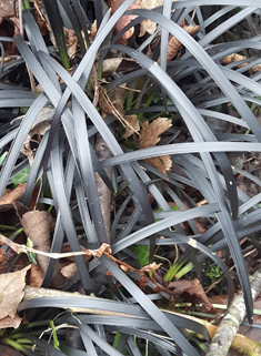 Black Ophiopogon