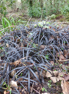 Black Ophiopogon