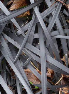 Black Ophiopogon