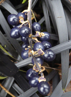 Black Ophiopogon