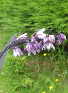 Black Ophiopogon