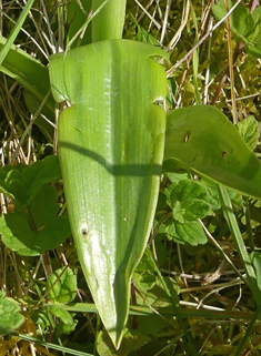 Military Orchid