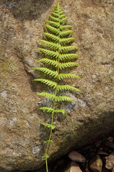 Lemon-scented Fern