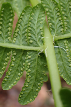 Lemon-scented Fern