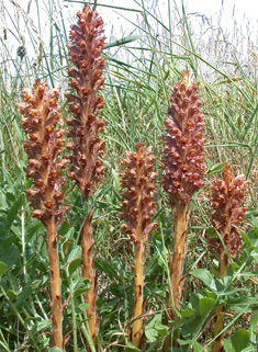 Knapweed Broomrape