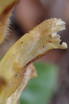 Ivy Broomrape