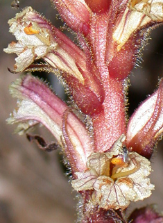 Ivy Broomrape