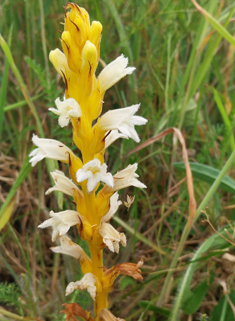 Yarrow Broomrape