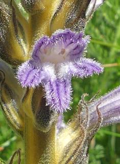 Yarrow Broomrape