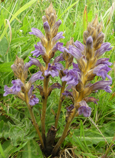 Yarrow Broomrape