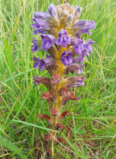 Yarrow Broomrape