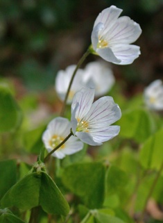 Common Wood-sorrel