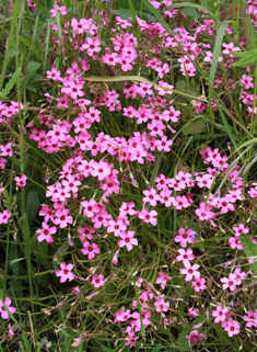 Common Pink-sorrel