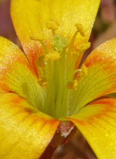 Procumbent Yellow-sorrel